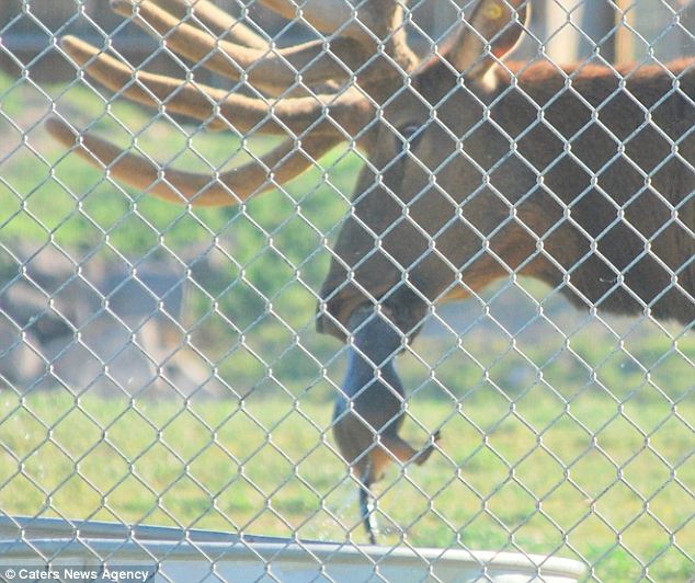 To the rescue! Shooter pulls the hapless marmot from his water trough